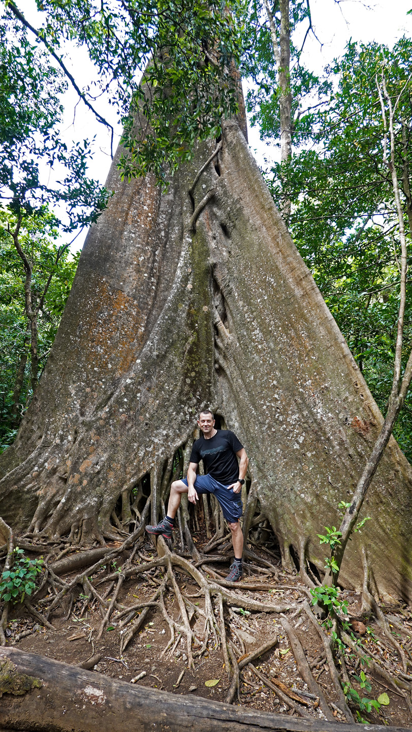 Urwald, Baum im Parque Nacional Rincón de la Vieja